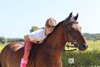 B-pony te koop, Dieren en Toebehoren, Pony's, B, Gechipt, Ruin, Springpony