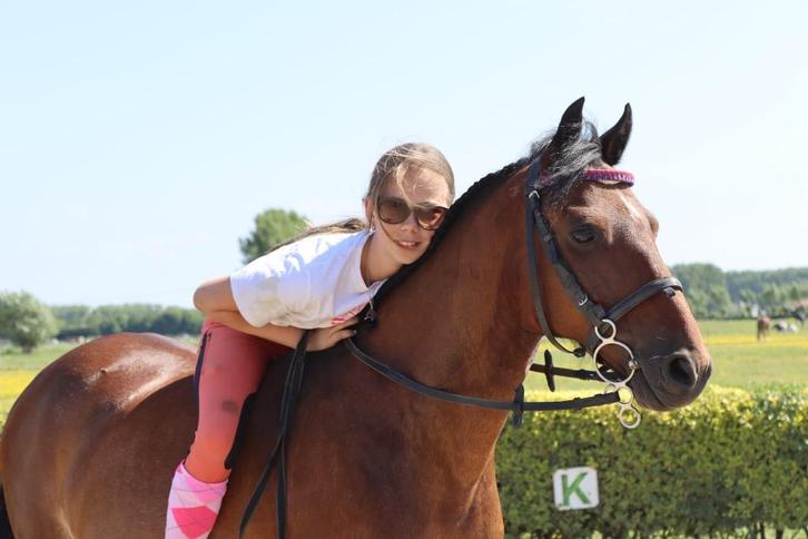 B-pony te koop, Dieren en Toebehoren, Pony's, Ruin, B, B pony (1.17m tot 1.27m), Springpony, 11 jaar of ouder, Met stamboom, Gechipt