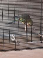 Parkieten, Dieren en Toebehoren, Vogels | Parkieten en Papegaaien, Tam