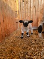 Walliser Schwarznase ooilam, Dieren en Toebehoren, Schapen, Geiten en Varkens