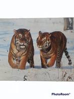 fotoprint tijgers achter glas 50x40, Ophalen of Verzenden, Zo goed als nieuw