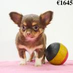 Chihuahua (Poil Long & Court) chiots Belges à vendre, Commerçant, 8 à 15 semaines, Plusieurs, Parvovirose