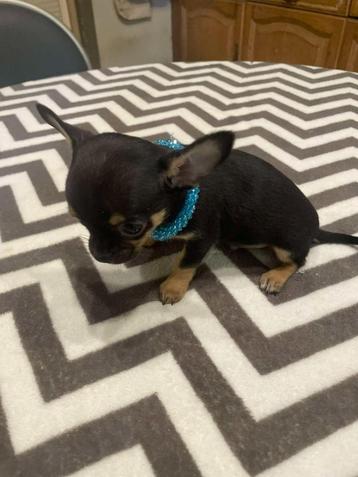 chihuahua pups t.cup & mini super mooi kleintjes raszuiver ! disponible aux enchères