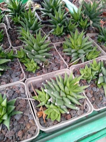 haworthia beschikbaar voor biedingen