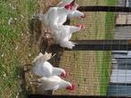 Poule de bresse, Dieren en Toebehoren, Kip