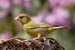 Groen vink, Dieren en Toebehoren, Vogels | Overige Vogels