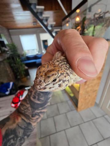 Uromastyx nigriventis flame  beschikbaar voor biedingen