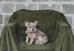 Prachtig Merle Frans Bulldog reutje, Parvo, België, Reu, 8 tot 15 weken