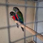 RUILEN TEGEN MIJ PASSEND KOPPEL MUTATIE PYRRHURA MOLINEA, Dieren en Toebehoren, Parkiet, Geringd