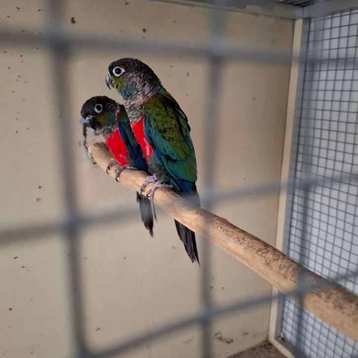 RUILEN TEGEN MIJ PASSEND KOPPEL MUTATIE PYRRHURA MOLINEA, Dieren en Toebehoren, Vogels | Parkieten en Papegaaien, Parkiet, Geringd