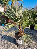 Palmboom Chamaerops Humilis - Europese dwergpalm, Tuin en Terras, Ophalen