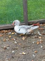 Zilveren carolina eend siereend, Dieren en Toebehoren, Pluimvee, Eend