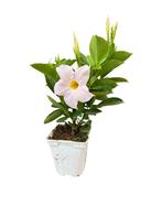 Dipladenia 3 kleuren, Ophalen