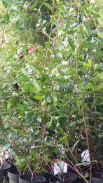 PHOTINIA  FRASERI RED ROBIN   150/175      - 38  EURO, Tuin en Terras, Planten | Struiken en Hagen, Ophalen of Verzenden, Overige soorten
