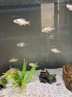 Aulonocara Multicolor, Dieren en Toebehoren, Vis, Zoetwatervis