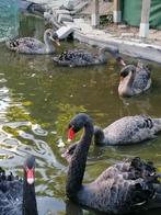 vogels, 4 zwarte zwanen ,23 mei 2025; Niet voor Wallonië., Dieren en Toebehoren, Knaagdieren, Mei, Geslacht onbekend, Overige typen