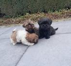 shih tzu pups, Dieren en Toebehoren, Honden | Chihuahua's en Gezelschapshonden, België, Overige rassen, CDV (hondenziekte), 8 tot 15 weken