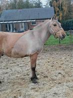 Poney hongre 5 ans, Animaux & Accessoires, Poneys, Vermifugé, Hongre, M, Poney de récréation