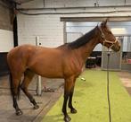 Jong sportpaard, Dieren en Toebehoren, Paarden, Springpaard, Gechipt, Ruin, Niet van toepassing