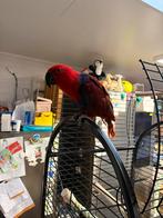 Edel papegaai, Dieren en Toebehoren, Vrouwelijk, Papegaai, Pratend