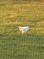 Leghennen poule de Bresse, Dieren en Toebehoren, Pluimvee, Meerdere dieren, Kip