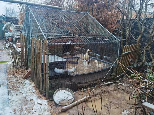 Enclos sécurisé + 2 bassins rigides + pompe + maisonnette, Dieren en Toebehoren, Hondenhokken, Zo goed als nieuw, Ophalen of Verzenden