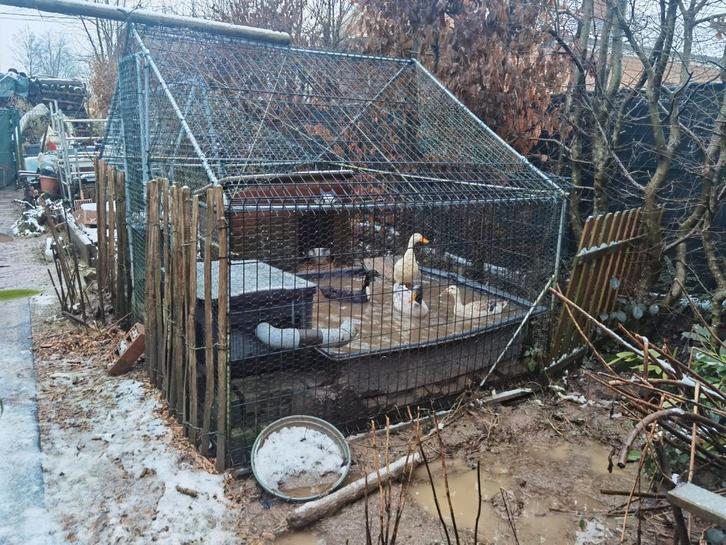 Enclos sécurisé + 2 bassins rigides + pompe + maisonnette, Animaux & Accessoires, Maisons pour chiens, Comme neuf, Enlèvement ou Envoi