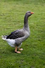 Toulouse gans, Dieren en Toebehoren, Pluimvee