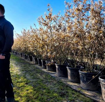 Meerstammige bomen Amelanchier lamarckii krentenbomen beschikbaar voor biedingen
