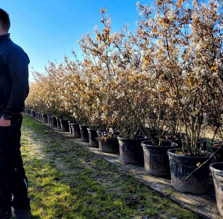 Meerstammige bomen Amelanchier lamarckii krentenbomen, Tuin en Terras, Planten | Bomen, Zomer, Ophalen of Verzenden