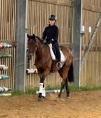 Heel fijn recreatie paard  ruin 11 jaar, B, Ruin, 160 tot 165 cm, 11 jaar of ouder