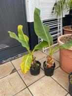 Bananenplant (Lotusbanaan), Tuin en Terras, Ophalen