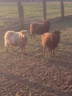 Ouessant schapen drachtig, Dieren en Toebehoren