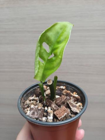 Monstera esqueleto, Huis en Inrichting, Ophalen of Verzenden