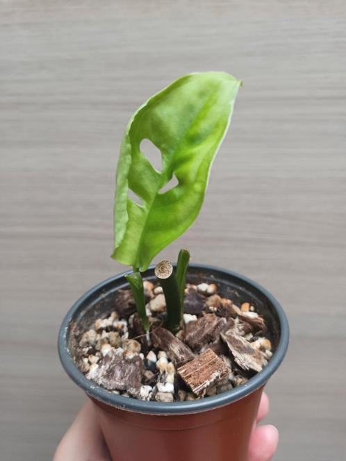 Monstera esqueleto, Huis en Inrichting, Kamerplanten, Ophalen of Verzenden