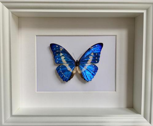 Echte Morpho Cypris vlinder uit Colombia met wit frame, Verzamelen, Dierenverzamelingen, Nieuw, Opgezet dier, Insect, Ophalen of Verzenden