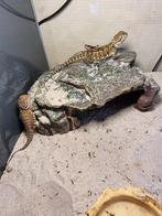 dwergbaardagaampjes 2 jonge diertjes met terrarium, Dieren en Toebehoren, Hagedis, Met terrarium, 0 tot 2 jaar