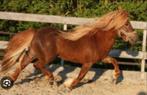 Leuke, knappe en werkwillig shetlander!, B, Hongre, Poney de récréation, 7 à 10 ans