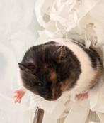 Goudhamster Syrische langharige hamster, Dieren en Toebehoren, Hamster, December, Meerdere dieren, Tam