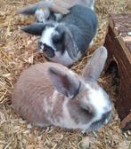 Nederlandse hangoordwerg voedsters, Dieren en Toebehoren, Vrouwelijk, Dwerg, Hangoor, 0 tot 2 jaar