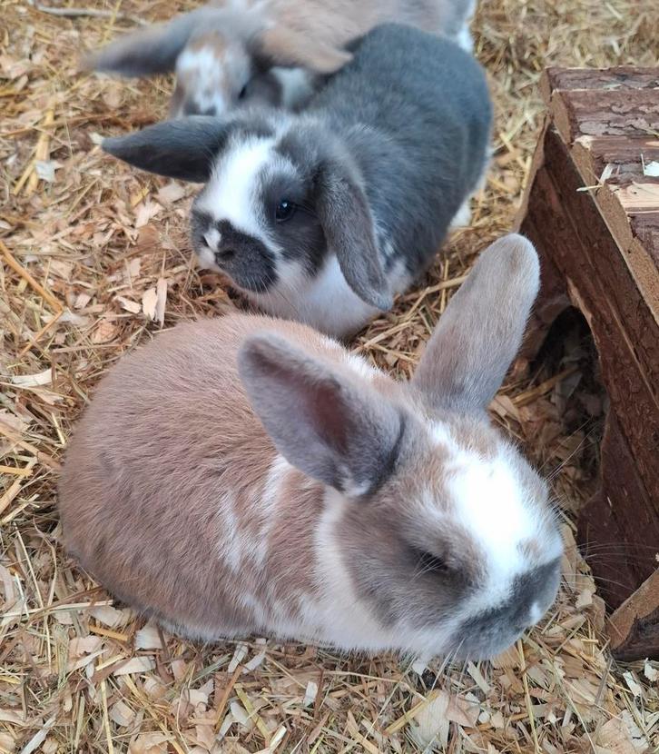 Nederlandse hangoordwerg voedsters, Dieren en Toebehoren, Konijnen, Dwerg, Vrouwelijk, 0 tot 2 jaar, Hangoor