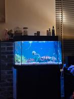 Juwel 130l aquarium met inhoud, Enlèvement, Utilisé, Aquarium d'eau douce rempli