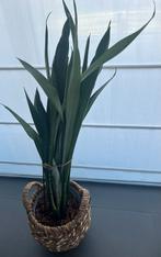 Sanseveria, Enlèvement, Plante fixe