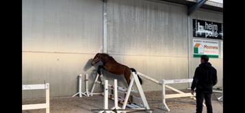 Paard merrie twee jaar te koop, Jument, Ne s'applique pas, 0 à 2 ans