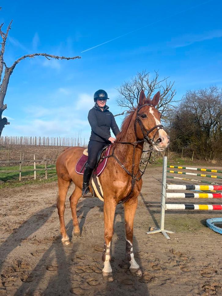 Top springpaard TE KOOP, Dieren en Toebehoren, Paarden, Z, Springpaard