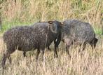 Mooie jonge ram 2025 van het Gotlandschaap, Dieren en Toebehoren, Mannelijk, Schaap, 0 tot 2 jaar