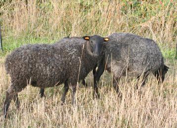 Mooie jonge ram 2025 van het Gotlandschaap beschikbaar voor biedingen