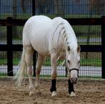 Palomino quarter hengst, Dieren en Toebehoren, Paarden, Minder dan 160 cm, Gechipt, 3 tot 6 jaar, Westernpaard