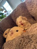 creme cavia  zeugjes, Animaux & Accessoires, Rongeurs, Domestique, Janvier, Cobaye, Femelle