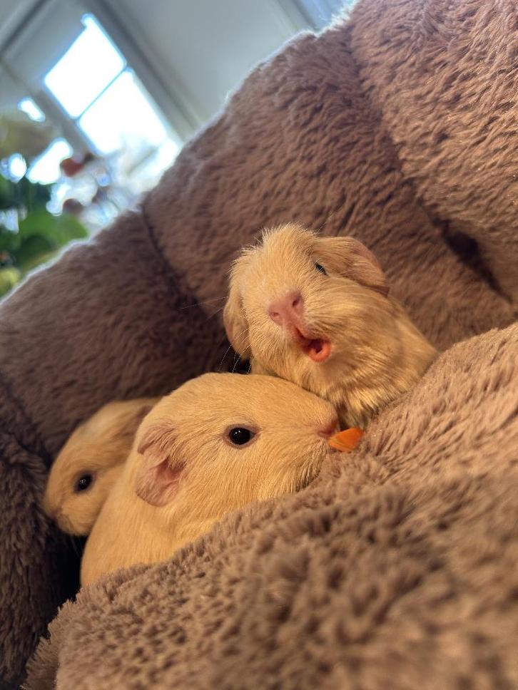 creme cavia  zeugjes, Animaux & Accessoires, Rongeurs, Femelle, Cobaye, Janvier, Domestique